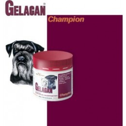 GELACAN Champion juodųjų/batųjų veislių šunims 